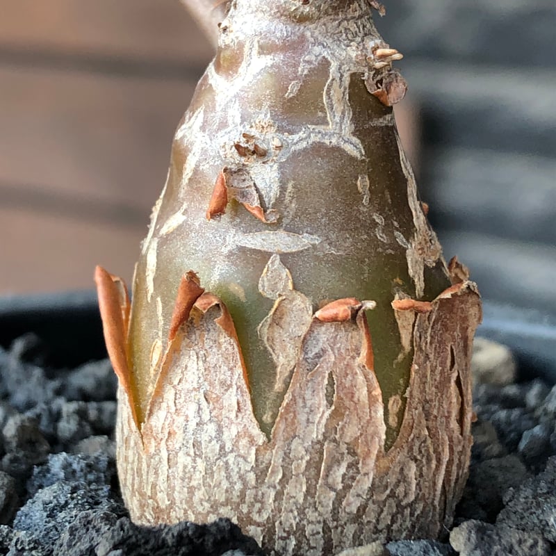 othonna pachypoda《M size》※激希少‼︎現地球株発根済※とびきりほって