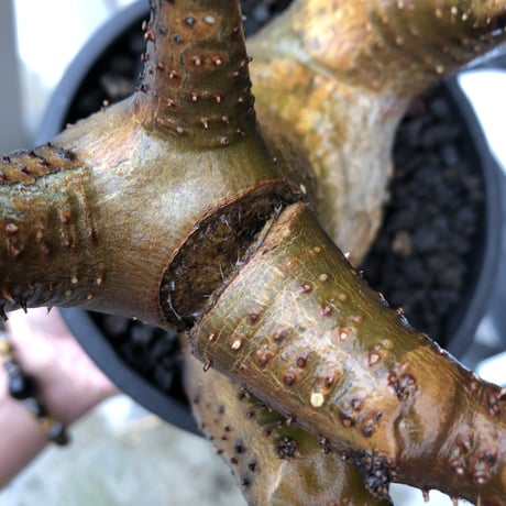 pachypodium makayense《L size》三分頭株green &gold肌&現地焼け※現地球発根後店主国内管理5年株※えげつない極wild※black bowl pot植え