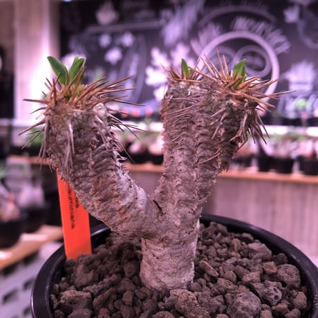 euphorbia  guillauminiana《S size》※現地球発根済株※小振りでも現地球株らしい表皮質のwildさ＆美しさの二面性持つ一株※mad black pot植え