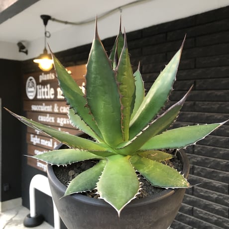 agave horrida《大きめL size》※現地球発根後店主国内管理3年株※締まり&樹形balance良き大きめホリダ※mad black bowl pot植え