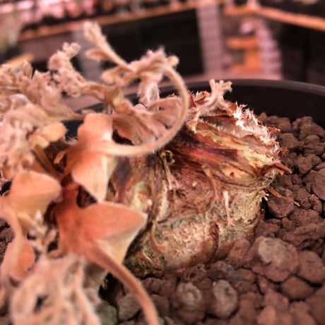 pelargonium  appendiclatum《M size》※店主個人株‼︎現地球発根済株※実生株しかまず出回る事のない激希少‼︎更にW-he'd‼︎🤩※mad black pot植え
