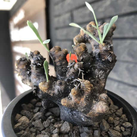 othonna  euphorbioides《大きめM size》※現地球発根後店主国内管理3年株※低重心weight低くボコボコ立体枝振り&極太株元も堪らない※mad black pot植え