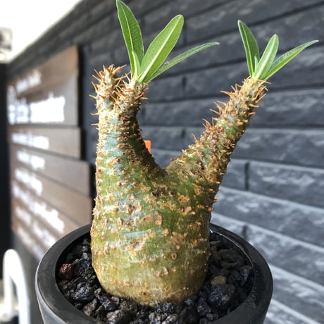 pachypodium gracilius《小さめ M size》希少green肌&二頭枝株※現地球発根後店主国内管理2年株※極グリーン肌のぼってり手乗りグラキ※mad black pot植え