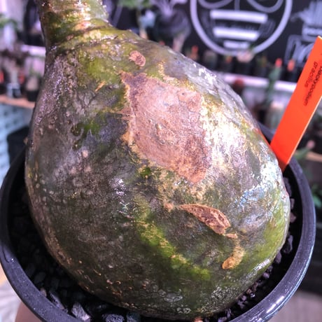 packypodium  gracilius《L size》激希少green肌※現地球発根済株※大きなパパイヤみたく激ぼってり樹形にウェイト低き良き装い※mad black bowl pot植え