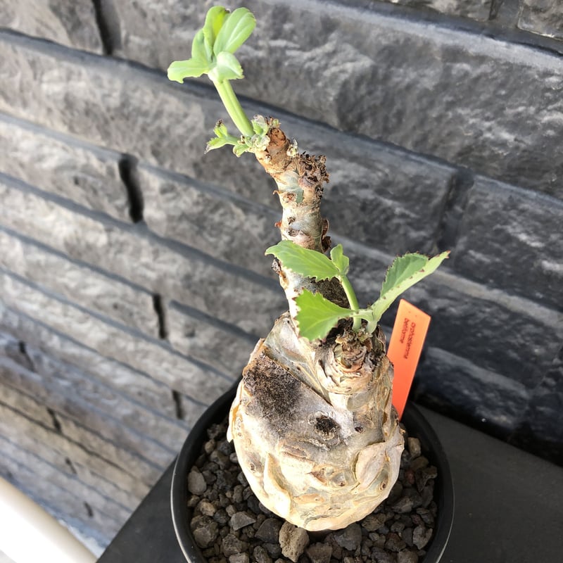 cyphostemma betiforme《 L size》※現地球発根後店主国内管理10年株