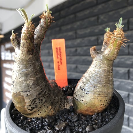 pachypodium gracilius《小さめM size》w-he'd株※現地球発根後店主国内管理4年株※丸みも強く愛くるしさ満点の良balance株※mad black pot植え