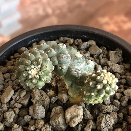 copiapoa   hypogaea《大きめM size》※現地球カキ仔自根株（子株付き）※店主国内管理2年株※良き肌質に優しい黒棘がwild且つ魅力的なヒポガエア※mad black pot植え