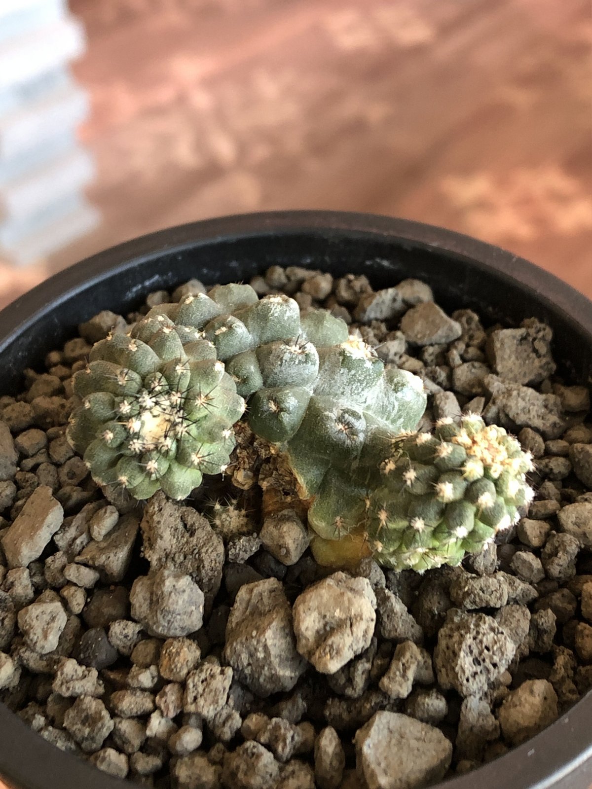 copiapoa hypogaea《大きめM size》※現地球カキ仔自根株(子株 copiapoa hypogaea《大きめM size》※現地球カキ仔自根株(子株
