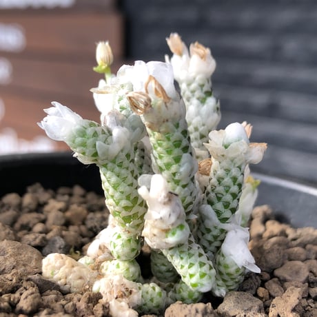 avonia recurvata ssp.buderiana《M size》希少種‼︎※現地球株発根済※肉厚で鱗の様な綺麗模様に白花を咲かせるかわいく太め塊根な一株※black pot植え