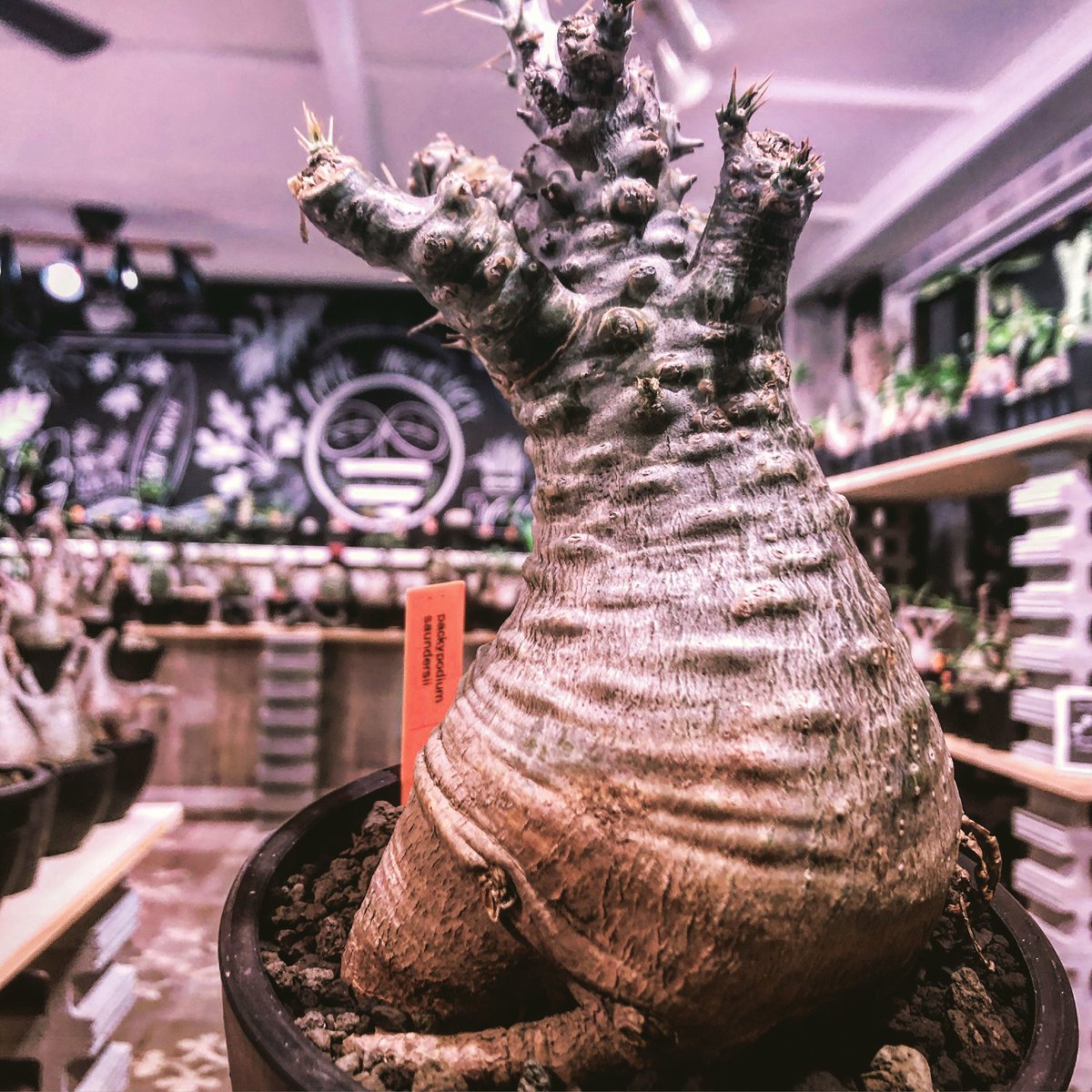 牛骨頭部オレンジ肌パキポディウムサウンデルシーサンデルシー