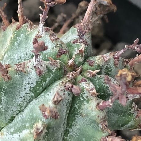 euphorbia horrida alba × valida《大きめS size》※現地球株発根済※両者の良さが相まった現地自然交配による激レア渾身の一株※black bowl pot植え