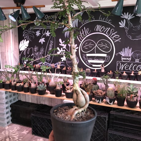 opercullicarya   decaryi  littmon  seed🌱《7年株》※長きに渡り育て管理、幹のボコボコ強きパワータンクもゴツいオススメ株※mad  black  pot植え
