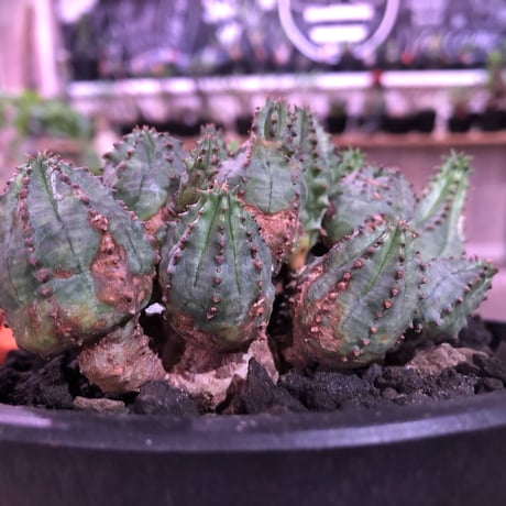 euphorbia    globosa《M size》木質化した群生株‼︎※mad black pot植え