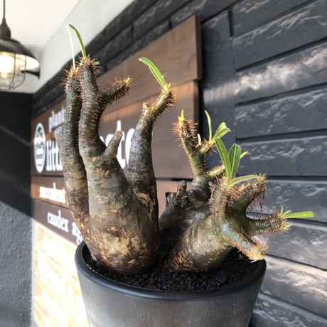 pachypodium gracilius《L size》現地焼け肌&3-he'd株※現地球発根後店主国内管理5年株※wild現地焼け肌の上アシンメトリーな良樹形※mad black pot植え
