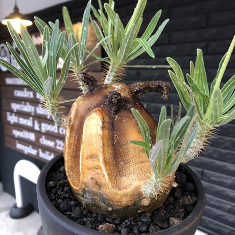 pachypodium gracilius《L size》※現地球株発根済（店主所有株）※360度現地焼け表皮&360度胴吹き枝を持つ唯一無二過ぎる渾身の一株※mad black bowl pot植え