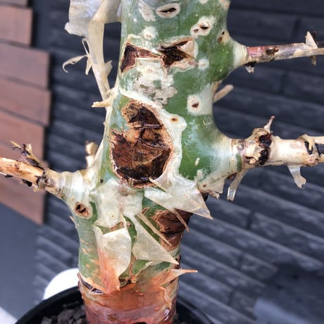 commiphora  africana《大きめL L size》※現地球発根後店主国内管理3年株※美しい佇まい且つ成熟したwild表皮が堪らない※鉄鉢植え