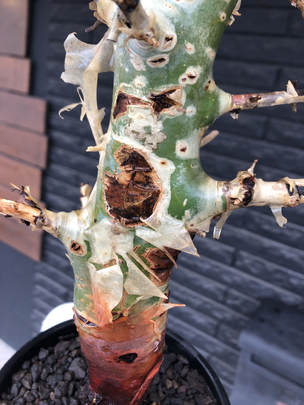 commiphora africana《大きめL L size》※現地球発根後店主国内 commiphora africana《大きめL L size》※現地球発根後店主国内