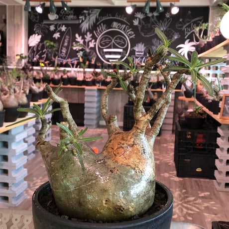packypodium  gracilius《LL size》W-he'd株※現地球発根済株※店主国内管理6年株※良バランス＆現地焼け＆短枝ぼってり選抜株‼︎※mad black bowl pot植え