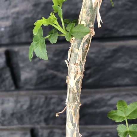 bursera  fagaroides《M size》※剪定後再芽吹き済株‼︎※大変上品な人気灌木ファガロイデス‼︎※mad black pot植え