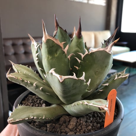 agave     titanota《M size》