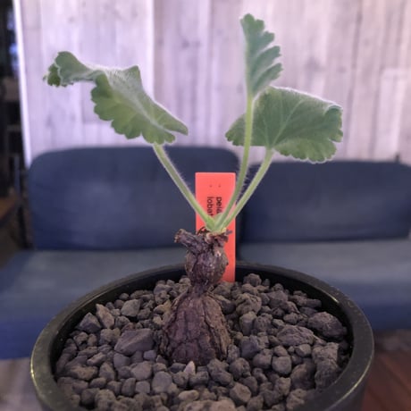 pelargonium    lobatum《S〜M size》※なんとも愛くるしい株に冬型らしい葉  ※限定3株‼︎　※mad black pot植え