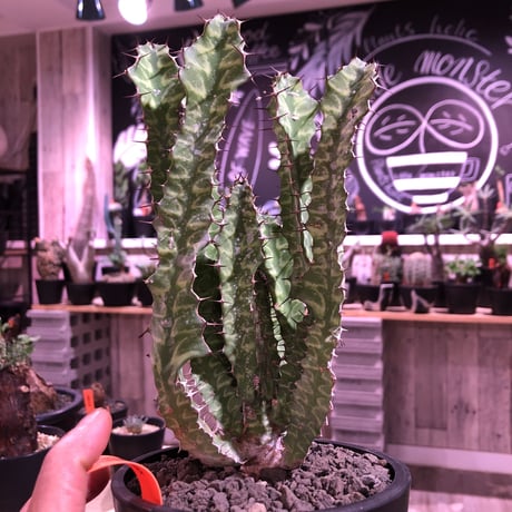 euphorbia enormis《M size》※大変カッコいい棘モノ塊根ユーフォルビア‼︎※mad black pot植え※限定２株