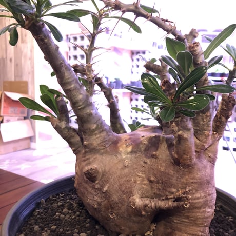 packypodium   saundersii（XL size）※現地球発根済み株‼︎  ※木質化した表皮と躍動感ある枝ぶり‼︎