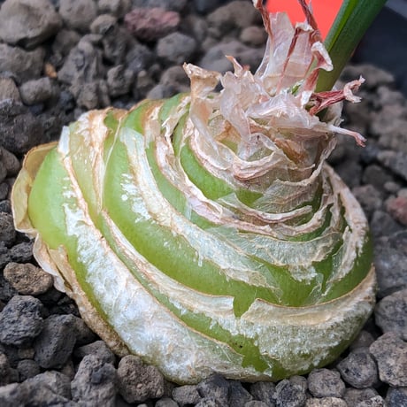 albuca spiralis cv.frizzle sizzle《L size》※littmon seed株※より強くカールが出る良きサイズなフリズルシズル‼︎※black bowl pot植え