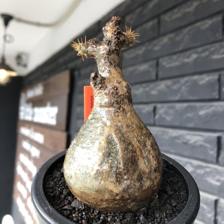 pachypodium gracilius《大きめS size》球体良樹形※現地球発根後店主国内管理3年株※weight低き短枝で360度球体良樹形※mad black pot植え