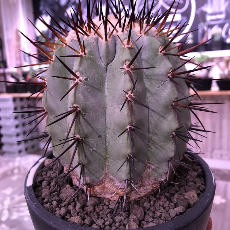 copiapoa cinerea 黒王丸《L size》※現地球発根済株※店主国内管理6