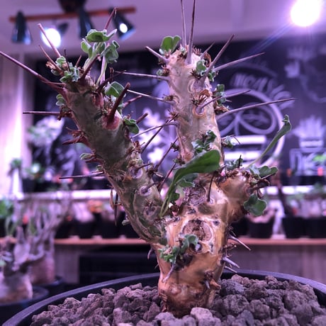 sarcocaulon crassicaule《  M  size》※現地球発根済株※店主国内管理3年株※赤強刺に縮れた葉と白花のギャップ萌えするwildな一株※mad black pot植え