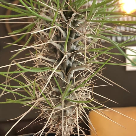 didierea  madagascariensis《大きめM size》※希少種‼︎※現地球株発根済※シルバーの棘に覆われたワイルドさと凛と涼しげに垂れ下がる葉が魅力※black  pot植え