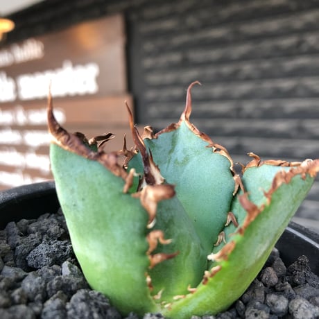 agave titanota  白鯨陽炎type《S size》※現地球株発根済 ①※唸り良き鋸歯に幅広肉厚タイプ※black pot植え