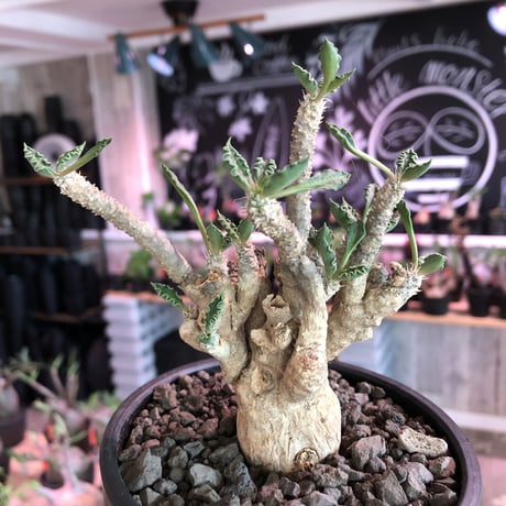 euphorbia tulearensis《L  size》※大変大きめの塊根を持つ希少性激高塊根ユーフォルビア‼︎太枝で全体balanceも良き将来有望株※mad black bowl pot植え