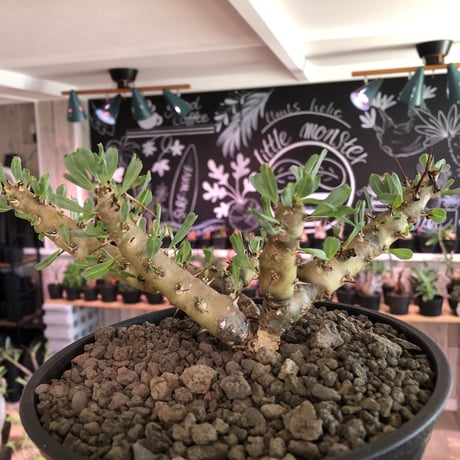 sarcocaulon patersonii《 L size》※今や希少且つ今後輸入厳しい南アフリカ物‼︎gapあるピンク花大輪を咲かす冬型人気者‼︎良枝振り樹形※浅鉢植え