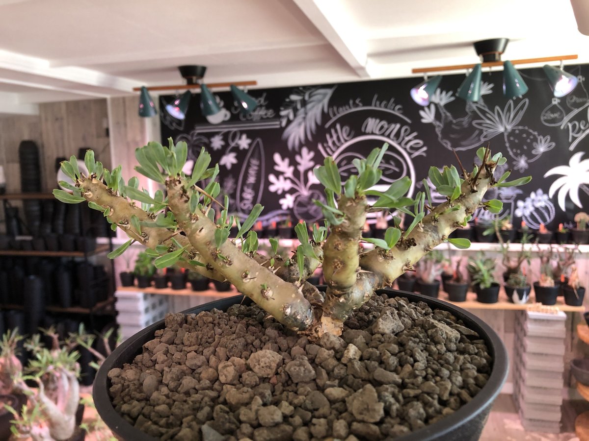 sarcocaulon patersonii《 L size》※今や希少且つ今後輸入厳しい sarcocaulon patersonii《 L size》※今や希少且つ今後輸入厳しい