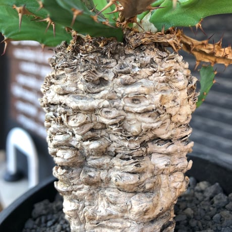 euphorbia clavigera 《M size》※現地球株発根済※ワイルドすぎる勲章（傷跡）を持ち樹形バランスも抜群な良き出立ちな一株※black pot植え