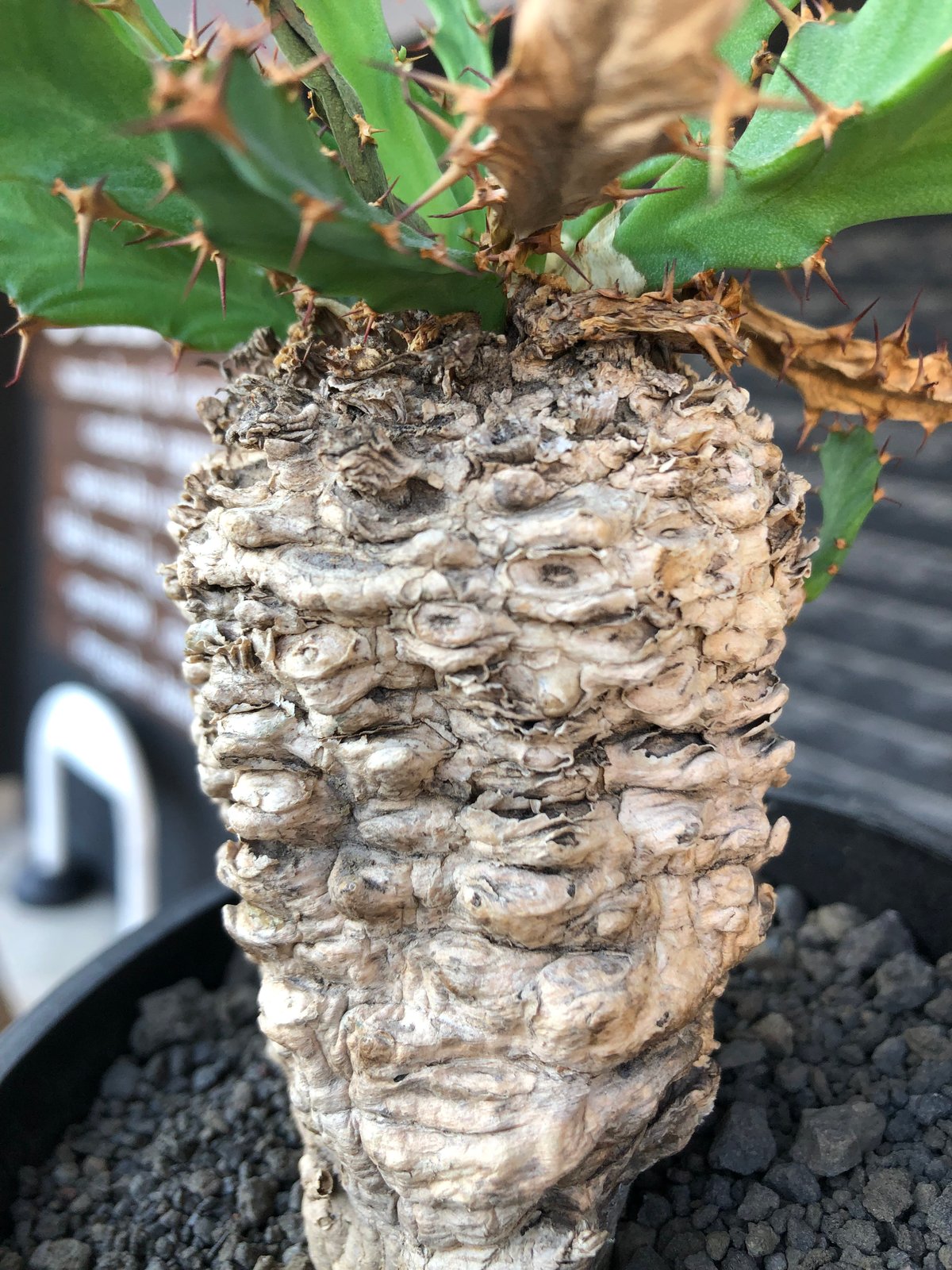 euphorbia clavigera 《M size》※現地球株発根済※ワイルドすぎる