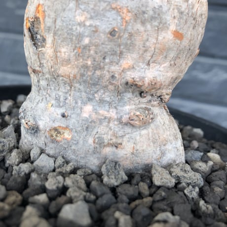 euphorbia trichadenia《LL size》※現地球株発根済※驚愕‼︎極めて荒々しくwildならしからぬ出立ちが堪らない両A面な大株※mad black bowl pot植え