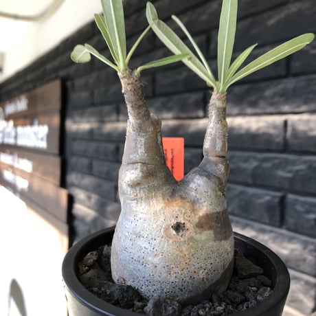 pachypodium gracilius《大きめS size》※現地球発根後店主国内管理2年株※霜降り柄のぼってり株元なバランス良き選抜株※mad black pot植え