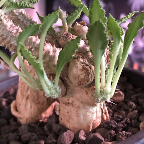 euphorbia tulearensis《 L L size》※驚愕‼︎最高峰のbig塊根を持つ希少性激高塊根ユーフォルビア‼︎全体balanceも良く激オススメ株※mad black pot植え