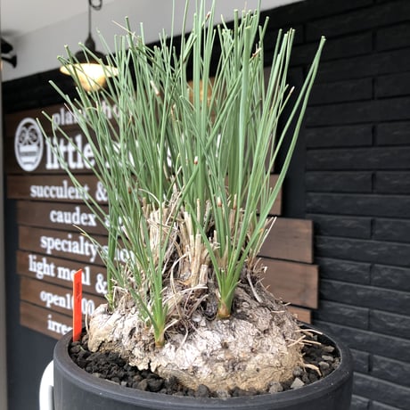 calibanus hookeri《L L size》※現地球発根後店主国内管理6年株※大変bigな良樹形且つ荒々しいwild肌質な男前フーケリー‼︎※mad black bowl pot植え