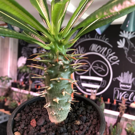 アンボンゲンセ packypodium ambongense isla del pescado - Pachypodium ambongense-パキポディウム