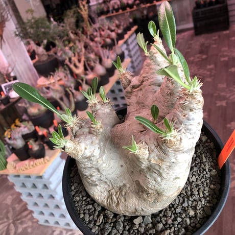 packypodium  eburneum《大きめL  size》※現地球発根済株※wild過ぎる肌質とmonster級の特化した樹形に興奮‼︎※浅鉢植え