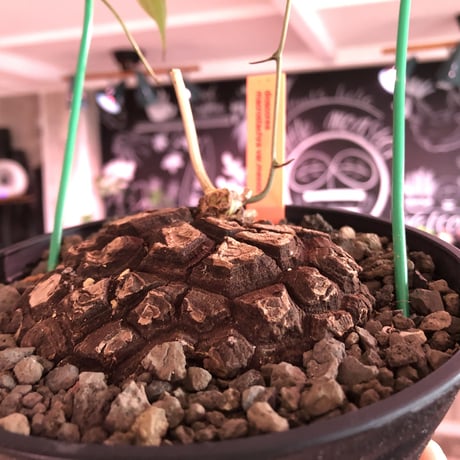 dioscorea  macrostachya メキシコ亀甲竜《大きめM size》※現地球らしい偏平に彫深き立体樹形がwild且つベストサイズな夏型メキシコ亀さん※浅鉢植え