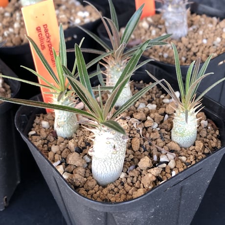 packypodium   gracilius   リトモン seed《２個セット》