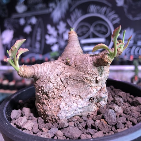 euphorbia  fishbone《 L L size》※現地球発根済株※店主国内管理4年株※激希少‼︎流通少なき激bigフィッシュボーン‼︎※mad bowl pot植え