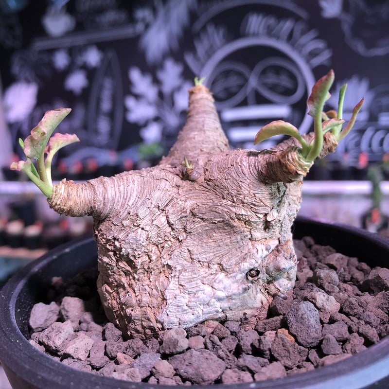 送料無料 発根済み 現地球 希少種 ユーフォルビア フスカ 蛮蛇頭 管理3年目 送料無料 発根済み 現地球 希少種 ユーフォルビア フスカ 蛮蛇頭