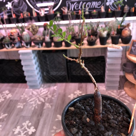 opercullicarya  packypus   littmon  seed🌱 《5年株》幹も太く‼︎&枝振り樹形&balance良きパキプス※mad black bowl pot植え※限定3株