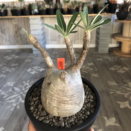 packypodium  gracilius 白肌まん丸《M size》  現地球  発根済み株  （限定1株）mad  black  pot植え